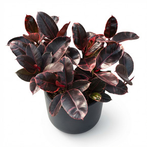 Ficus elastica 'Ruby'