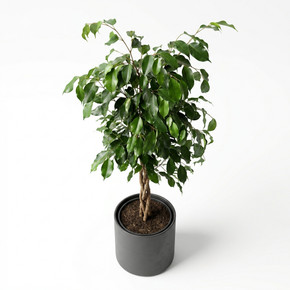 Ficus benjamina 'Pyramid (Topiary Form)'