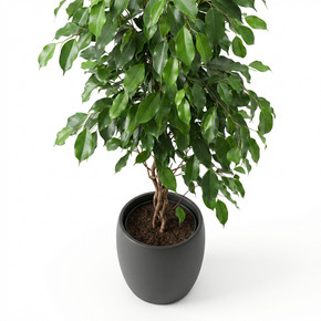 Ficus benjamina 'Pyramid (Topiary Form)'