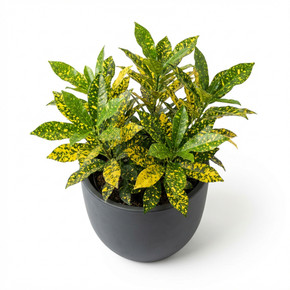 Codiaeum variegatum 'Aiston (variegated croton cultivar group)'