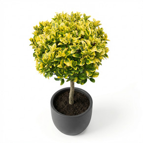 Euonymus japonicus 'Half Standard (Lollipop Topiary)'