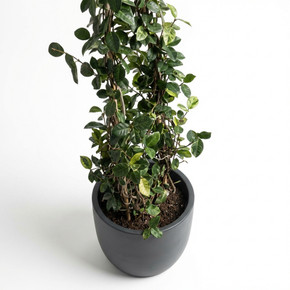 Trachelospermum jasminoides