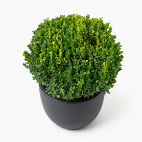 Boxwood Pyramid Topiary
