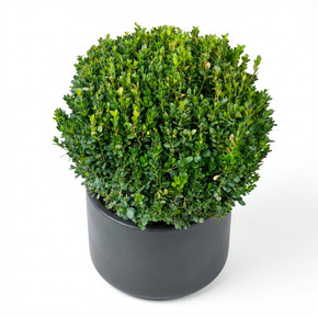 Common Boxwood 'Topiary Ball'