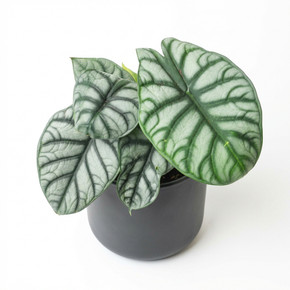 Alocasia baginda 'Silver Dragon' 'Silver Dragon'