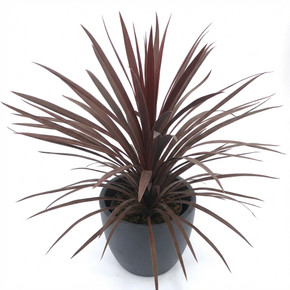 Cordyline australis 'Red Star'