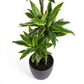 Dracaena fragrans