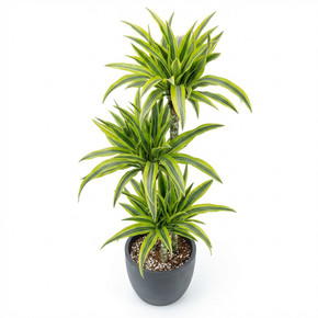 Dracaena reflexa 'Lemon Lime'