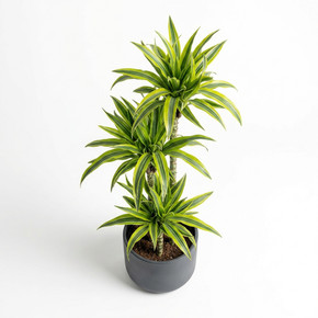 Dracaena reflexa 'Lemon Lime'