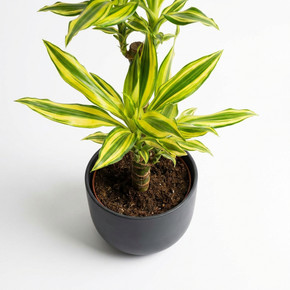 Dracaena fragrans 'Lemon Lime'