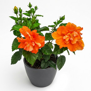 Hibiscus rosa-sinensis 'Double-flowered (Orange)'