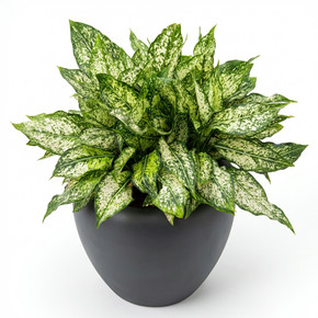 Blushing Philodendron