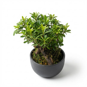 Asparagus Fern