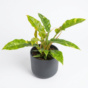 Philodendron 'Golden Crocodile' 'Golden Crocodile'