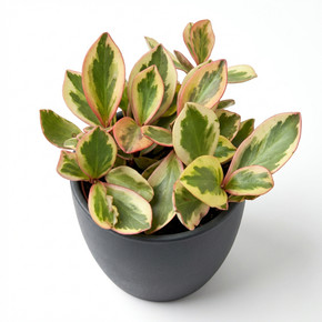 Red-Edge Peperomia 'Red Edge'