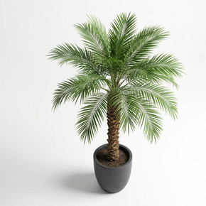 Pygmy Date Palm
