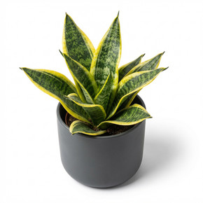 Snake Plant 'Laurentii'