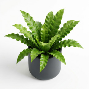 Bird's Nest Fern