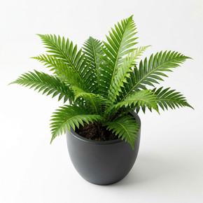 Sago Palm