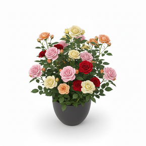 Miniature Rose 'Miniature'