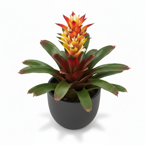 Guzmania Bromeliad