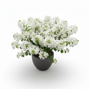 Bougainvillea Bonsai 'Bonsai'