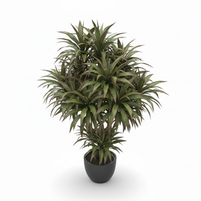 Madagascar Dragon Tree 'Twisted'