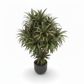 Madagascar Dragon Tree 'Twisted'