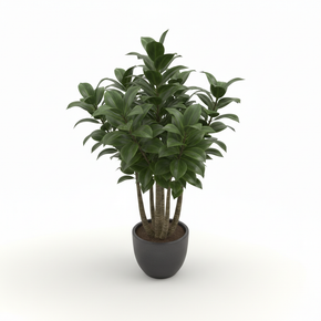 Compact Dracaena 'Compacta'