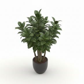Compact Dracaena 'Compacta'