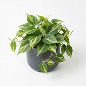 Heartleaf Philodendron
