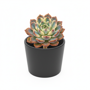 Echeveria Assorted Colors 'Assorted Cultivars'