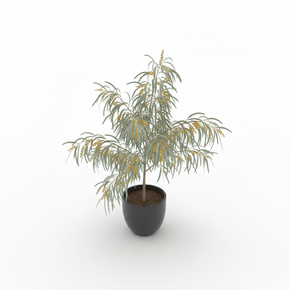 Dwarf River Wattle 'Dwarf'