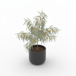 Dwarf River Wattle 'Dwarf'