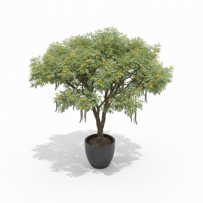 Golden Wreath Wattle (Acacia)