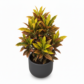 Garden Croton 'Pictum'