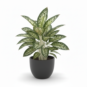 Chinese Evergreen 'Spotted'