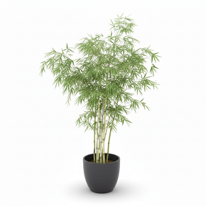 Lucky Bamboo 'Spiral'