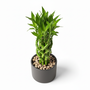 Lucky Bamboo '3-Tier Arrangement'