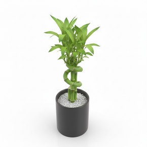 Lucky Bamboo 'Twisted'