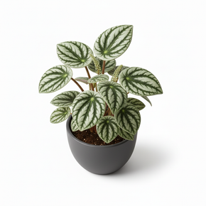 Watermelon Peperomia