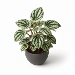 Watermelon Peperomia