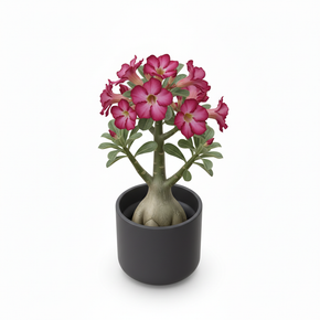 Sweetheart Plant
