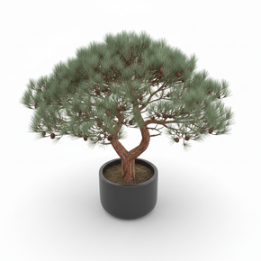 Aleppo Pine
