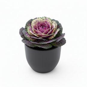 Ornamental Kale