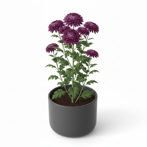 Chrysanthemum 'Purple'