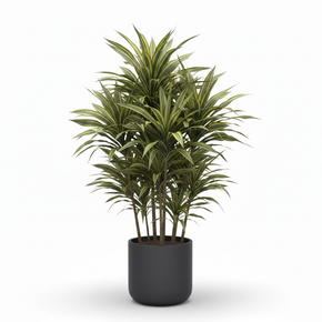 Golden Coast Dracaena 'Golden Coast'