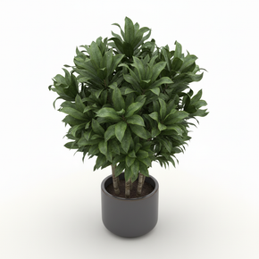 Corn Plant (Dracaena) 'Bon Bon'