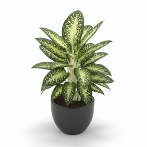 Spotted Dumb Cane 'Spotted'