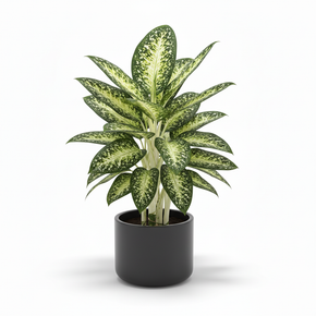 Spotted Dumb Cane 'Spotted'